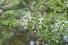 Wrightia tinctoria subsp. rothii